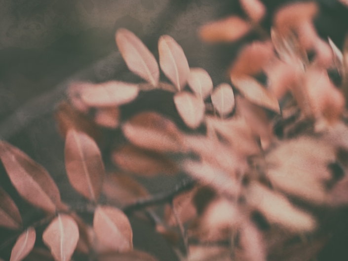 Wabi-Sabi